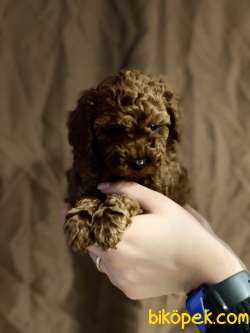 MİNNOŞ TOY POODLE YAVRULARI 3