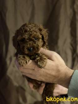 MİNNOŞ TOY POODLE YAVRULARI 2