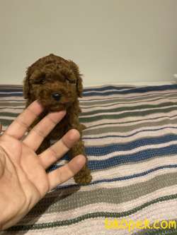 MİNNOŞ TOY POODLE YAVRULARI