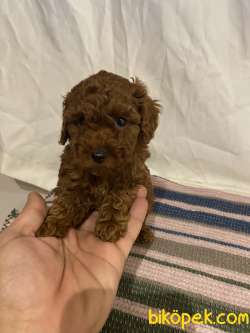 MİNNOŞ TOY POODLE YAVRULARI 2