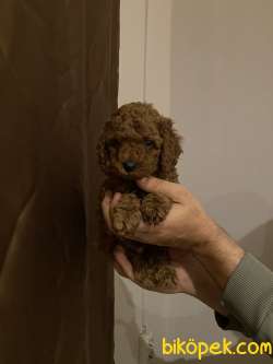 MİNNOŞ TOY POODLE YAVRULARI 3