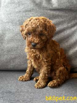 MİNNOŞ TOY POODLE YAVRULARI 3