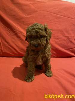 MİNNOŞ TOY POODLE YAVRULARI 3