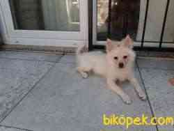 MİNYATÜR ALMAN SPITZ 1