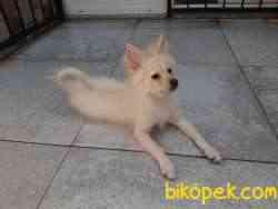 MİNYATÜR ALMAN SPITZ 3