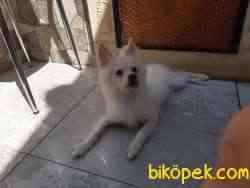 MİNYATÜR ALMAN SPITZ 2