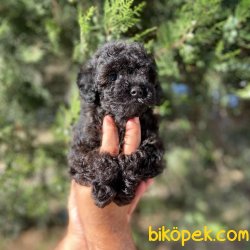 Minyatur Black Poodle Yavrularimiz 3