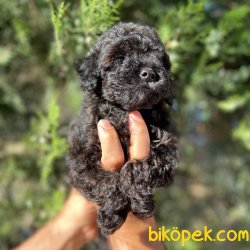 Minyatur Black Poodle Yavrularimiz 1