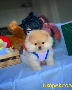 Minyatür Boy Pomeranian Tek Adresi 1