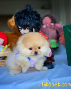 Minyatür Boy Pomeranian Tek Adresi 3