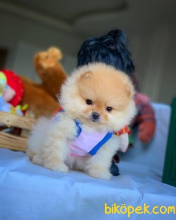 Minyatür Boy Pomeranian Tek Adresi 2