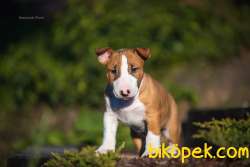 Minyatür Bull Terrier 5