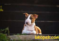 Minyatür Bull Terrier 4