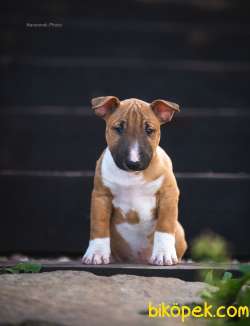 Minyatür Bull Terrier 3