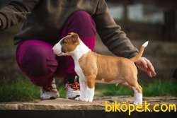 Minyatür Bull Terrier 1