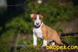Minyatür Bull Terrier 2