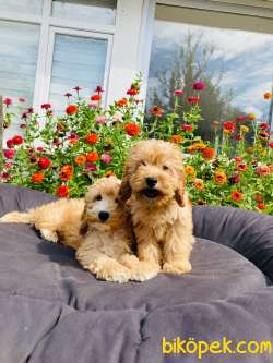 MİNYATÜR LABRADOODLE YAVRULARIMIZ 1