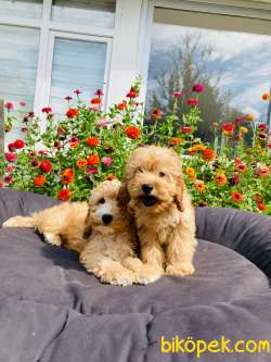 MİNYATÜR LABRADOODLE YAVRULARIMIZ 3