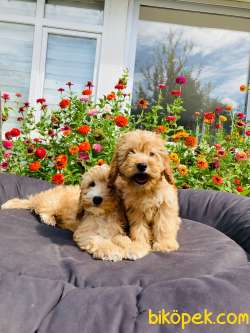 MİNYATÜR LABRADOODLE YAVRULARIMIZ 2