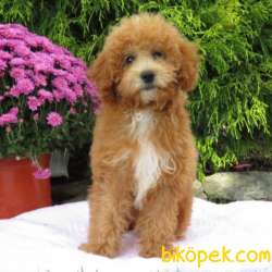 MİNYATÜR LABRADOODLE YAVRULARIMIZ SİZLERLE 2