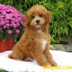 MİNYATÜR LABRADOODLE YAVRULARIMIZ SİZLERLE 1
