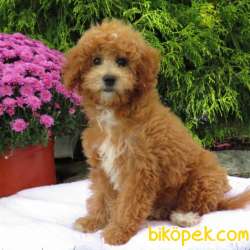 MİNYATÜR LABRADOODLE YAVRULARIMIZ SİZLERLE 3