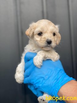 MINYATUR MALTIPOO YAVRUMUZ 3