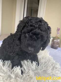 Minyatür Poodle 4