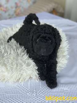 Minyatür Poodle 2