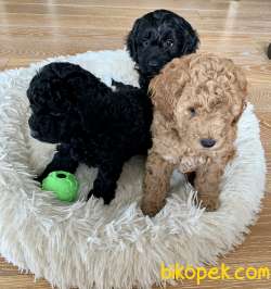 Minyatür Poodle 5
