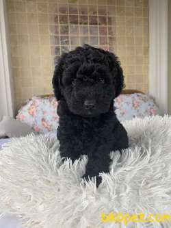 Minyatür Poodle 1