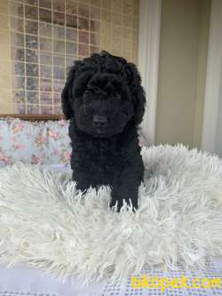 Minyatür Poodle 3