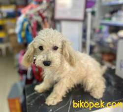Minyatür Poodle Oğlumuz 3