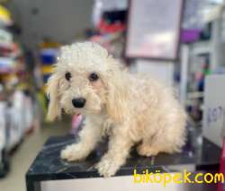 Minyatür Poodle Oğlumuz 5