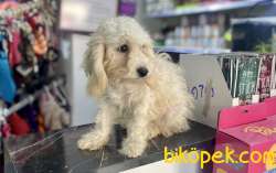 Minyatür Poodle Oğlumuz 4