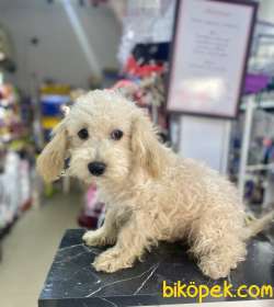Minyatür Poodle Oğlumuz 2