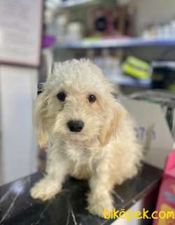 Minyatür Poodle Oğlumuz 1