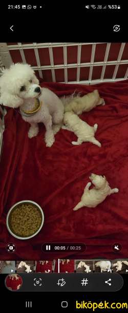 Minyatür Poodle Yavruları 2