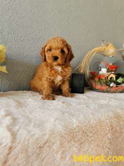 Minyatür Poodle Yavrularımız 4