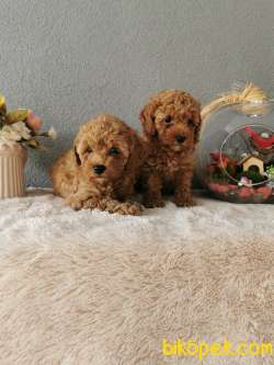 Minyatür Poodle Yavrularımız 3
