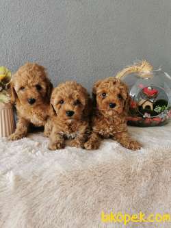 Minyatür Poodle Yavrularımız 1