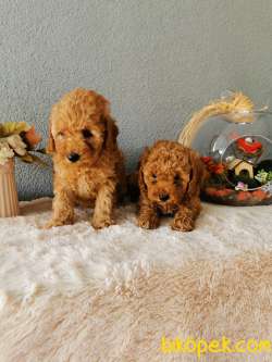Minyatür Poodle Yavrularımız 2