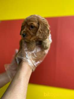 MİNYATÜR RUBY CAVALİER KING CHARLES 1