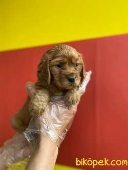 MİNYATÜR RUBY CAVALİER KING CHARLES 2