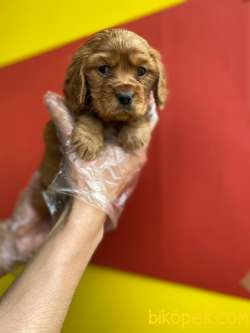 MİNYATÜR RUBY CAVALİER KING CHARLES 4