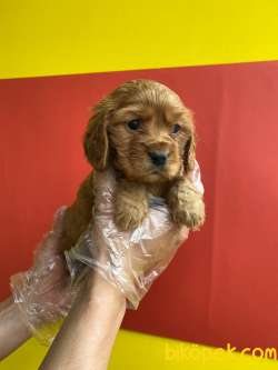 MİNYATÜR RUBY CAVALİER KING CHARLES 5