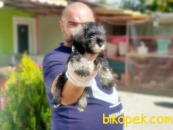 MİNYATÜR SCHNAUZER YAVRU 5