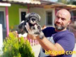 MİNYATÜR SCHNAUZER YAVRU 1
