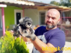 MİNYATÜR SCHNAUZER YAVRU 4