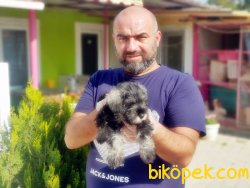 MİNYATÜR SCHNAUZER YAVRU 3